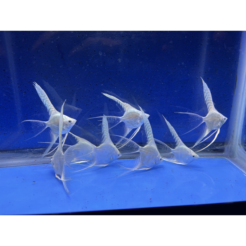 8 - BLUE PLATINUM SUPER-VEIL ANGELFISH
