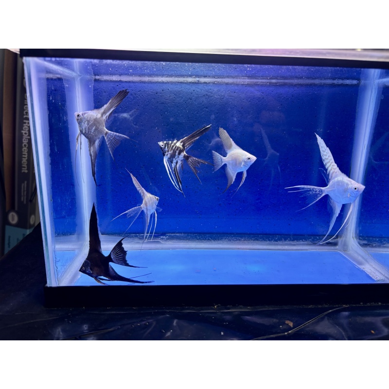 6 - ASSORTED ANGELFISH