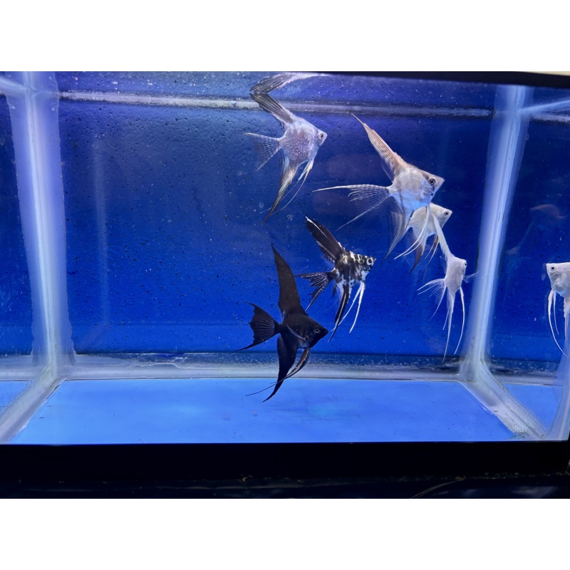 6 - ASSORTED ANGELFISH