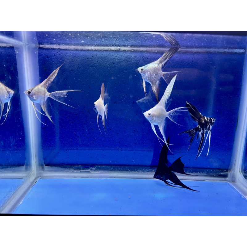 6 - ASSORTED ANGELFISH