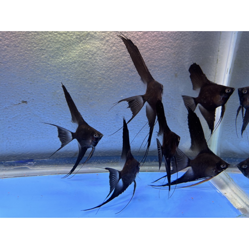 6 - DOUBLE DARK BLACK VELVET (blushing) ANGELFISH