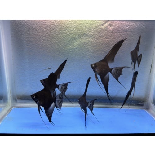 6 - DOUBLE DARK BLACK VELVET (blushing) ANGELFISH