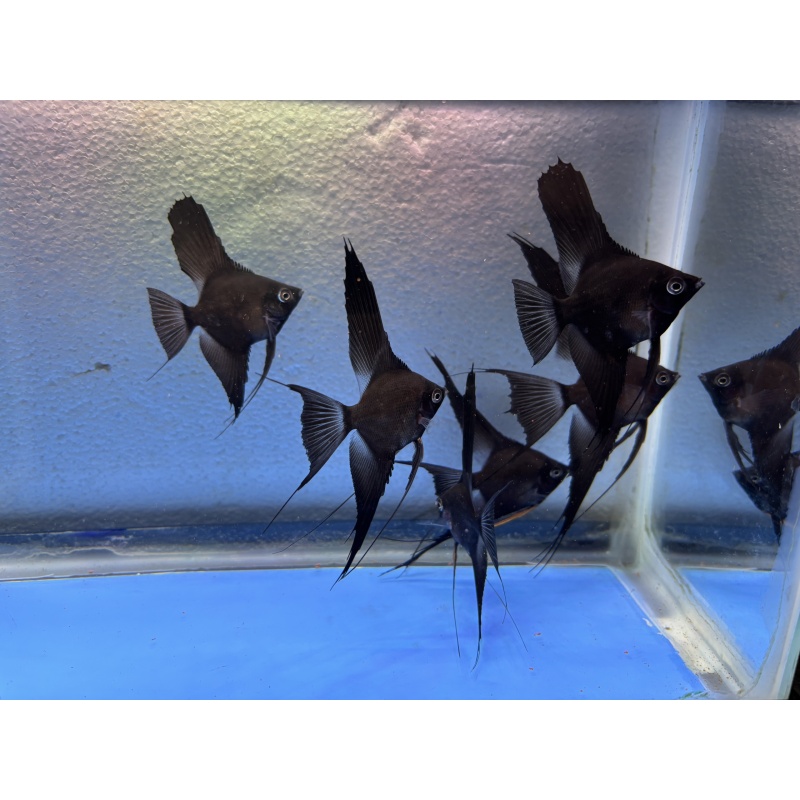 6 - DOUBLE DARK BLACK VELVET (blushing) ANGELFISH