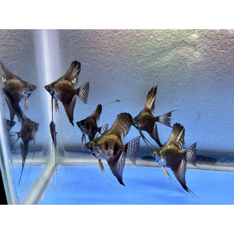 6 - ASSORTED PINOY ANGELFISH