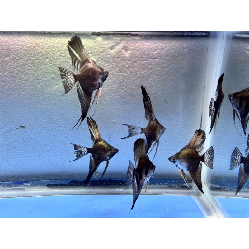 6 - ASSORTED PINOY ANGELFISH