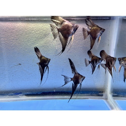 6 - ASSORTED PINOY ANGELFISH