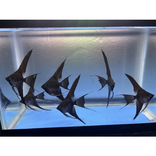6 - BLACK GHOST VEIL ANGELFISH