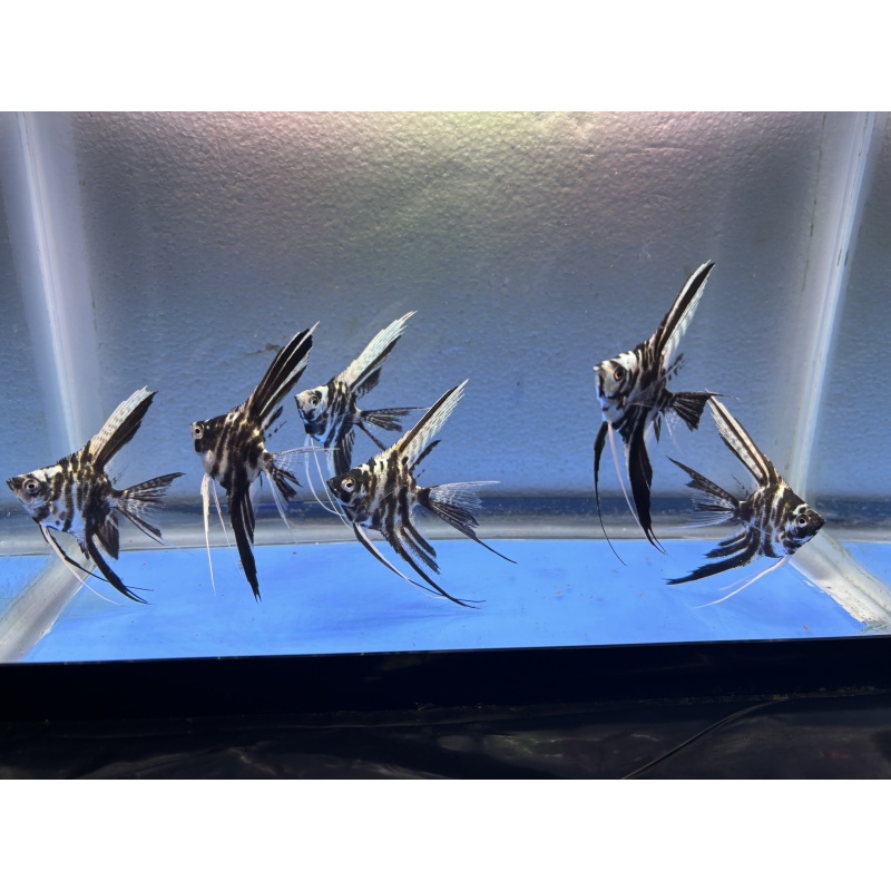 6 - PLATINUM MARBLE VEIL ANGELFISH