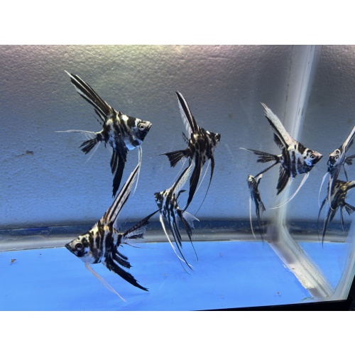 6 - PLATINUM MARBLE VEIL ANGELFISH