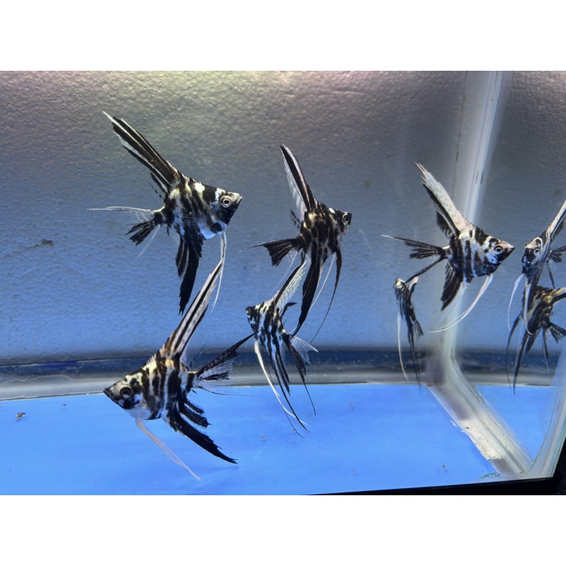 6 - PLATINUM MARBLE VEIL ANGELFISH