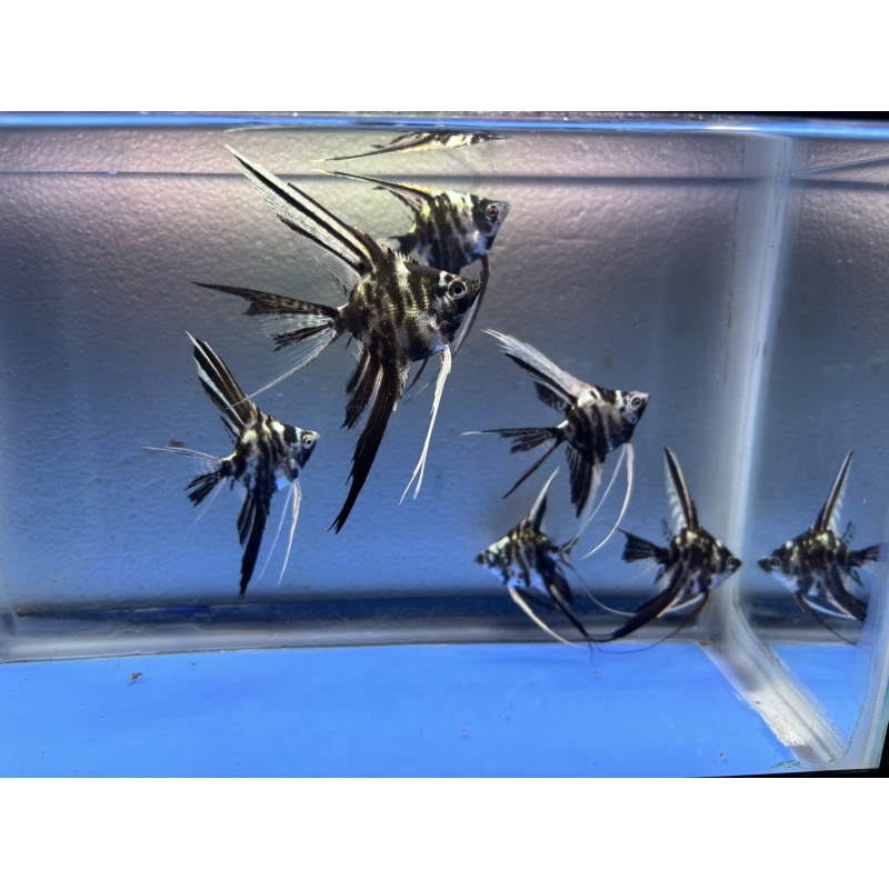 6 - PLATINUM MARBLE VEIL ANGELFISH