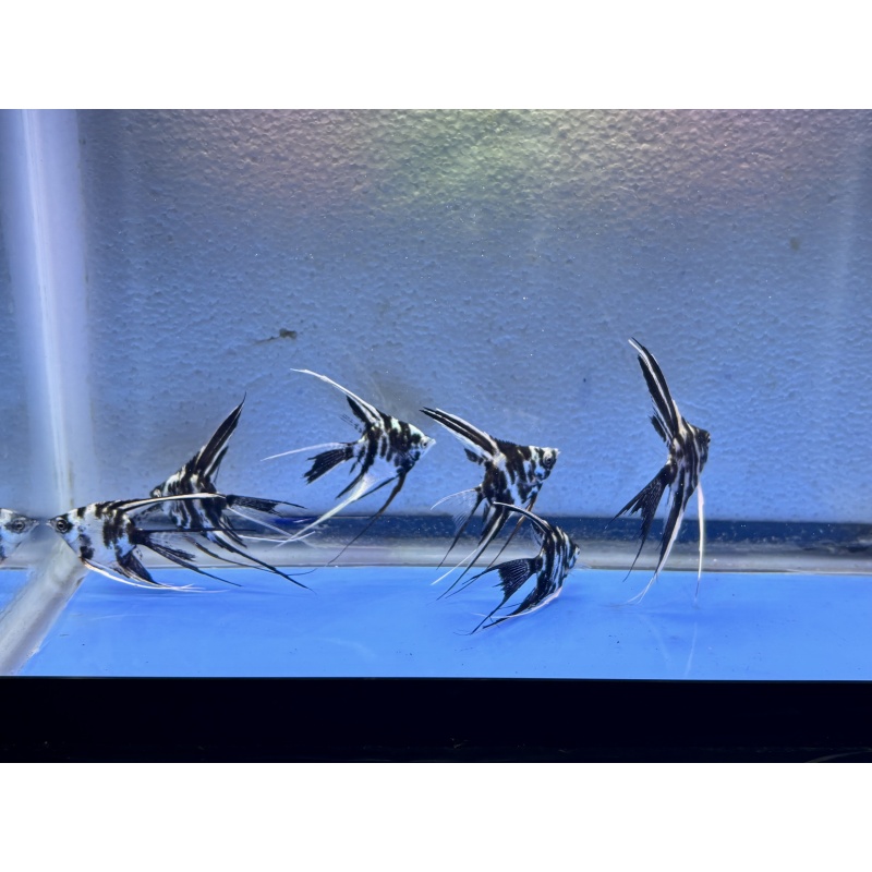6 - PLATINUM MARBLE SUPER VEIL ANGELFISH