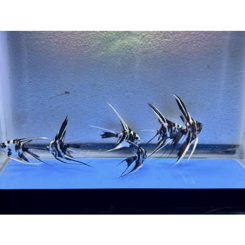 6 - PLATINUM MARBLE SUPER VEIL ANGELFISH