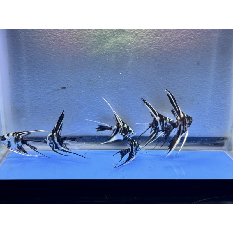 6 - PLATINUM MARBLE SUPER VEIL ANGELFISH