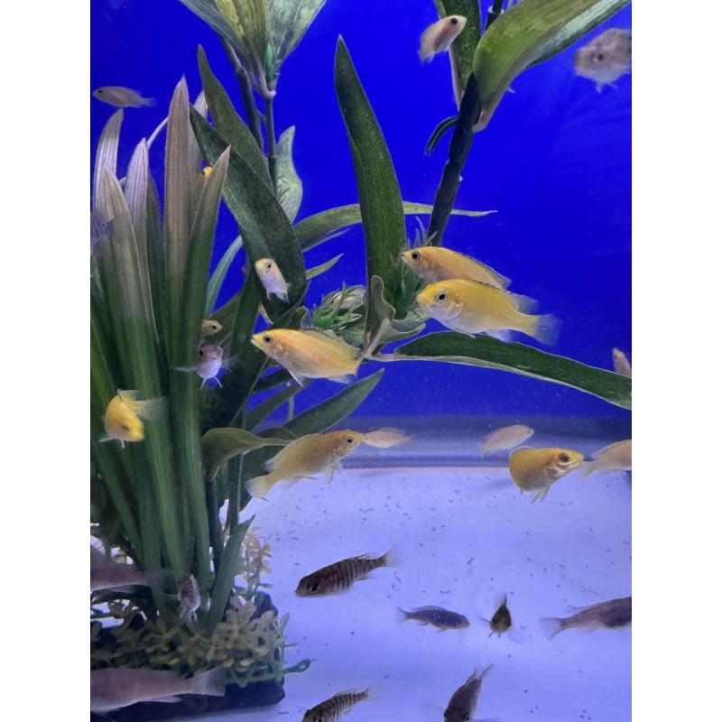 5 - Labidochromis Yellow Kakusa (1 - 1.25”)