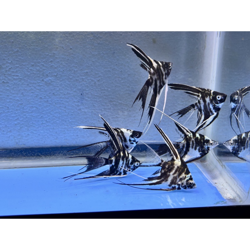 6 - PLATINUM MARBLE SUPER VEIL ANGELFISH