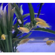5 - Labidochromis Yellow Kakusa (1 - 1.25”)