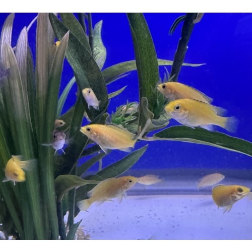 5 - Labidochromis Yellow Kakusa (1 - 1.25”)