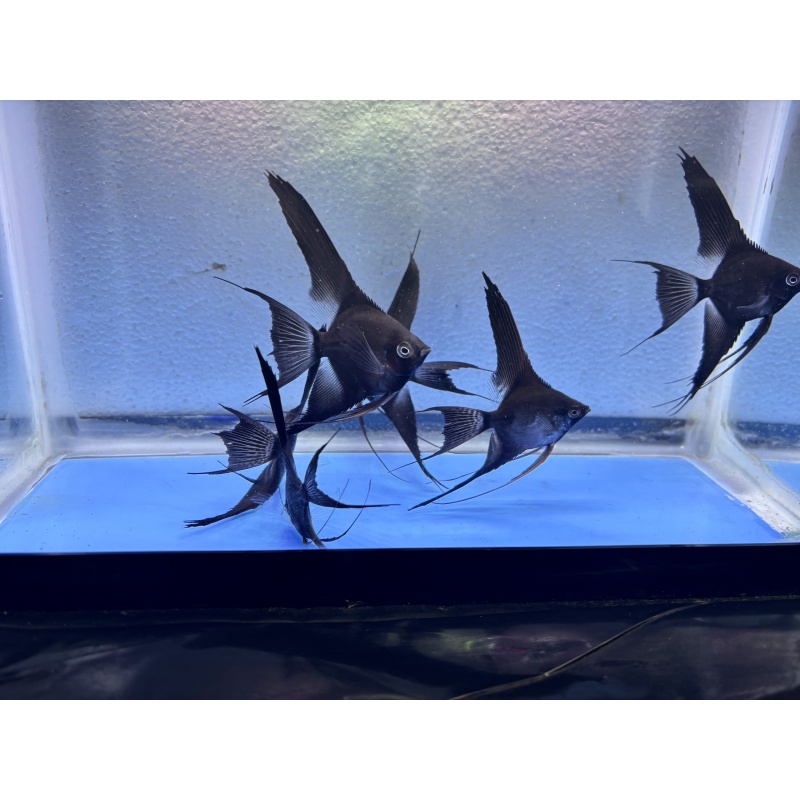 6 - DOUBLE DARK BLACK ANGELFISH