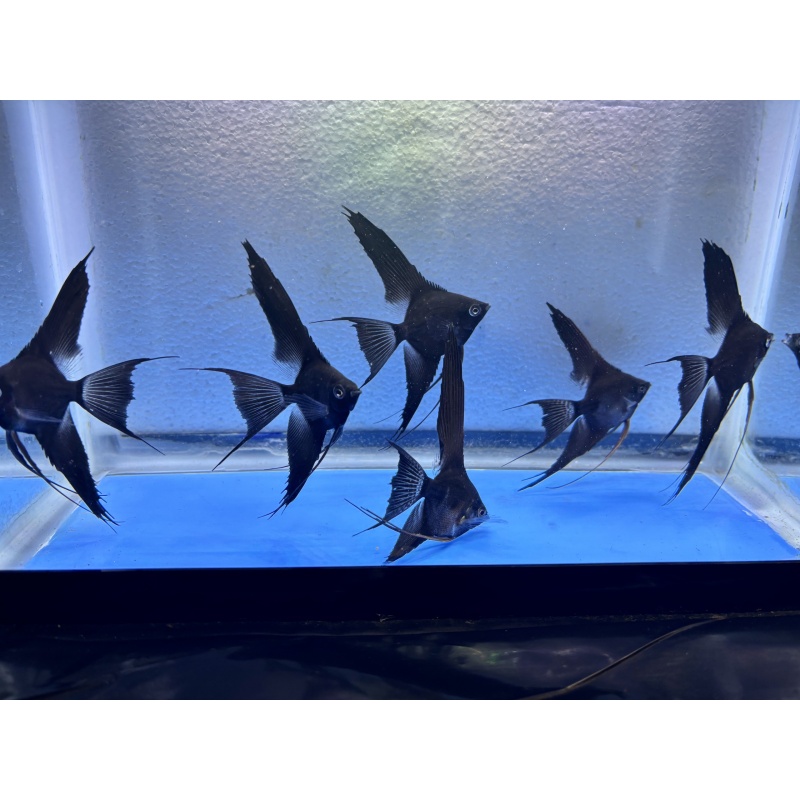 6 - DOUBLE DARK BLACK ANGELFISH