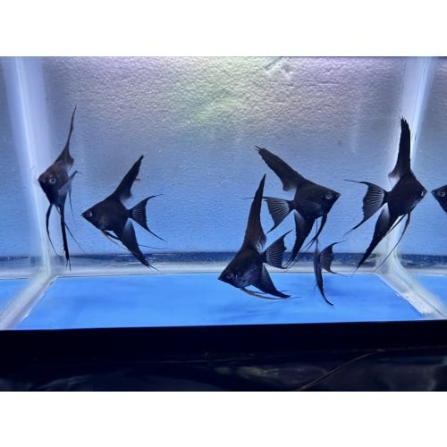 6 - DOUBLE DARK BLACK ANGELFISH