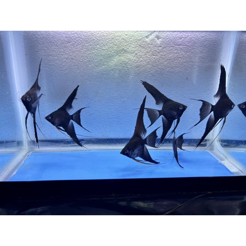 6 - DOUBLE DARK BLACK ANGELFISH
