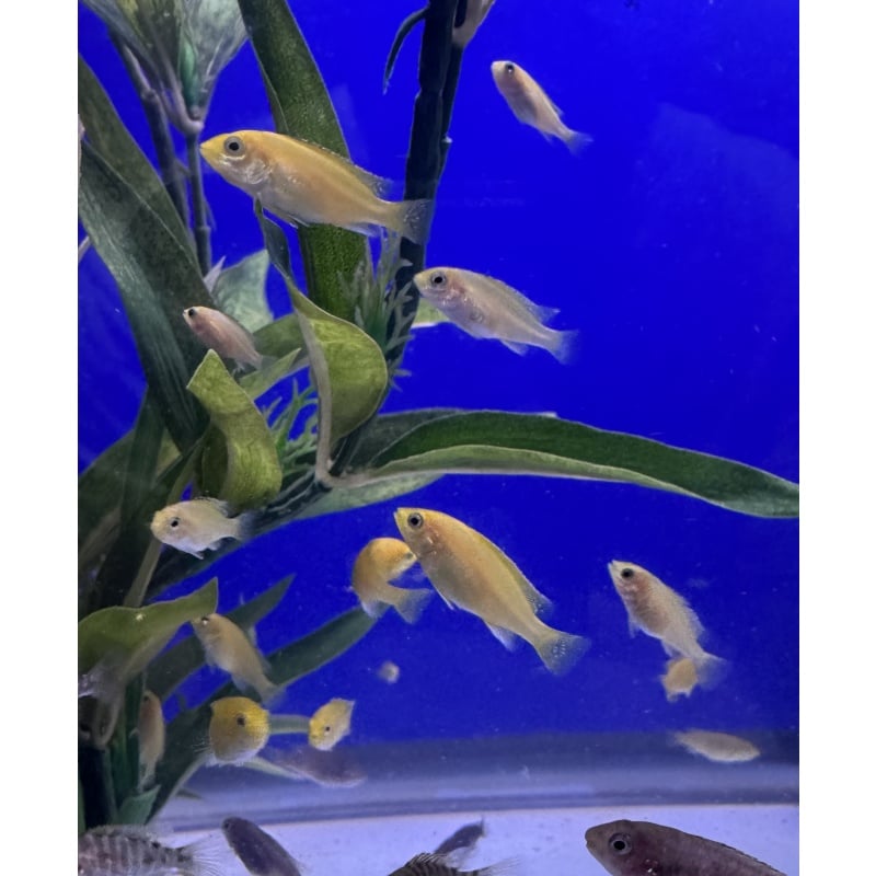5 - Labidochromis Yellow Kakusa (1 - 1.25”)