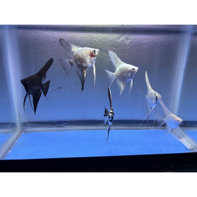6 - ASSORTED ANGELFISH