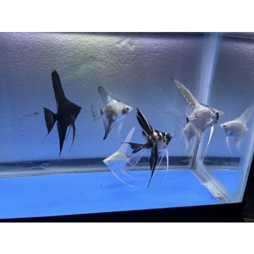 6 - ASSORTED ANGELFISH