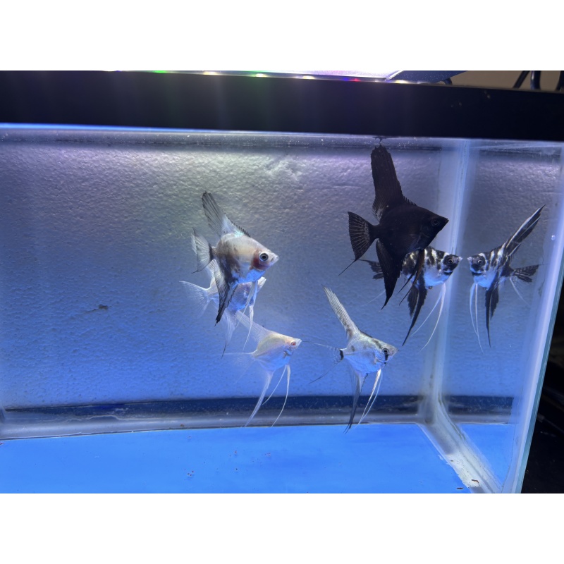 6 - ASSORTED ANGELFISH