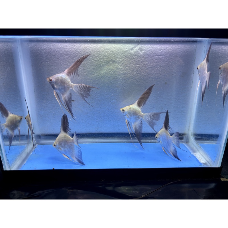 6 - BULGARIAN SEALPOINT ANGELFISH