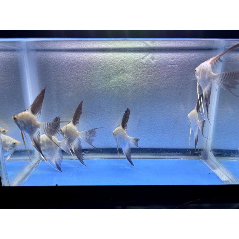 6 - BULGARIAN SEALPOINT ANGELFISH