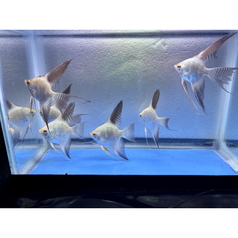 6 - BULGARIAN SEALPOINT ANGELFISH
