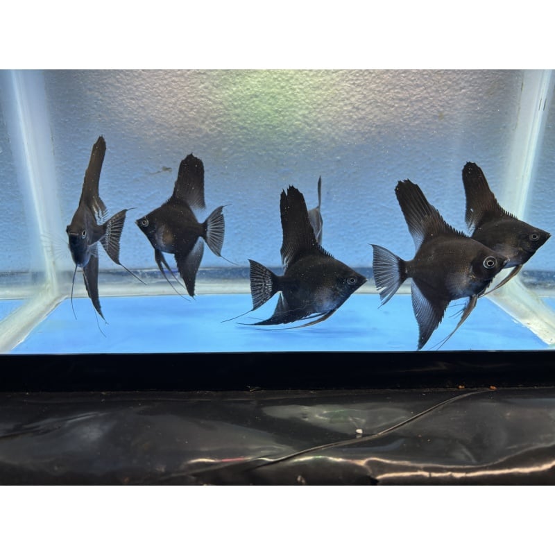 6 - BLACK ANGELFISH