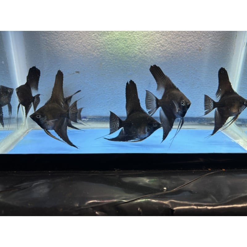 6 - BLACK ANGELFISH