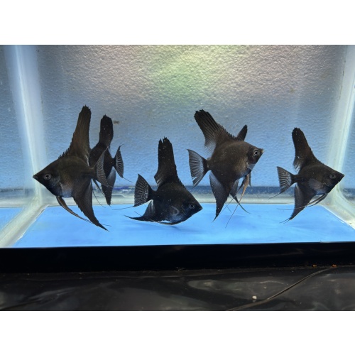 6 - BLACK ANGELFISH