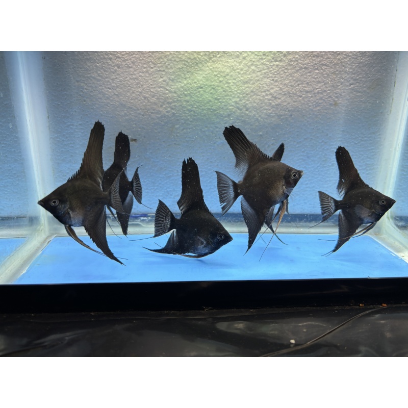 6 - BLACK ANGELFISH