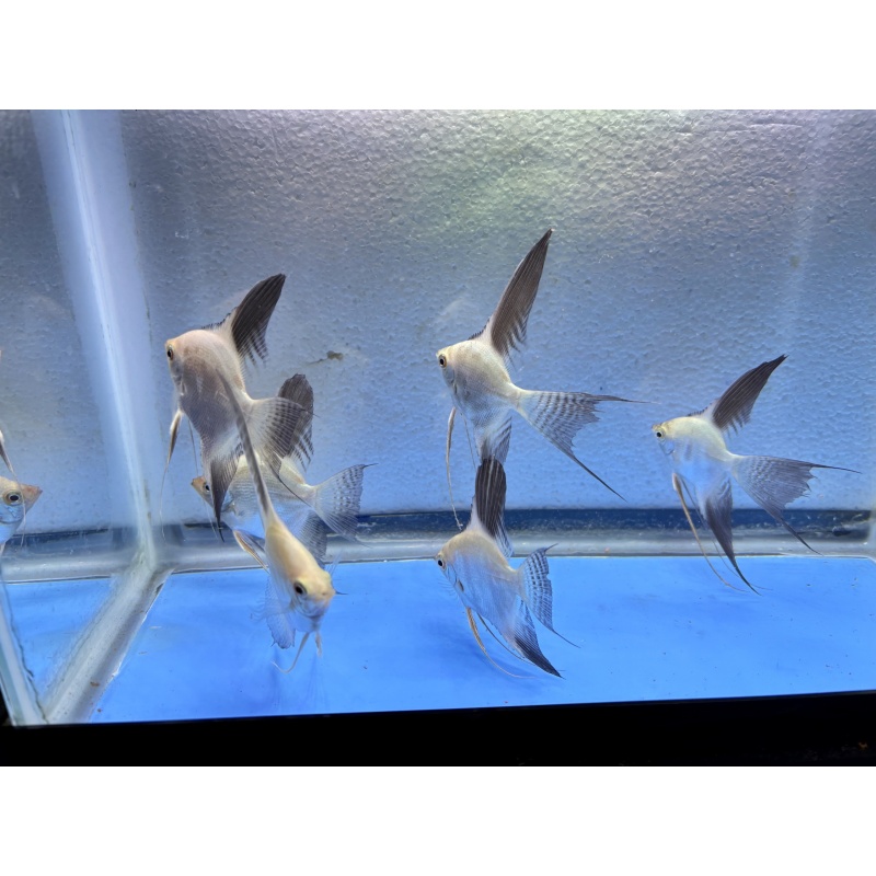 6 - BULGARIAN SEALPOINT ANGELFISH