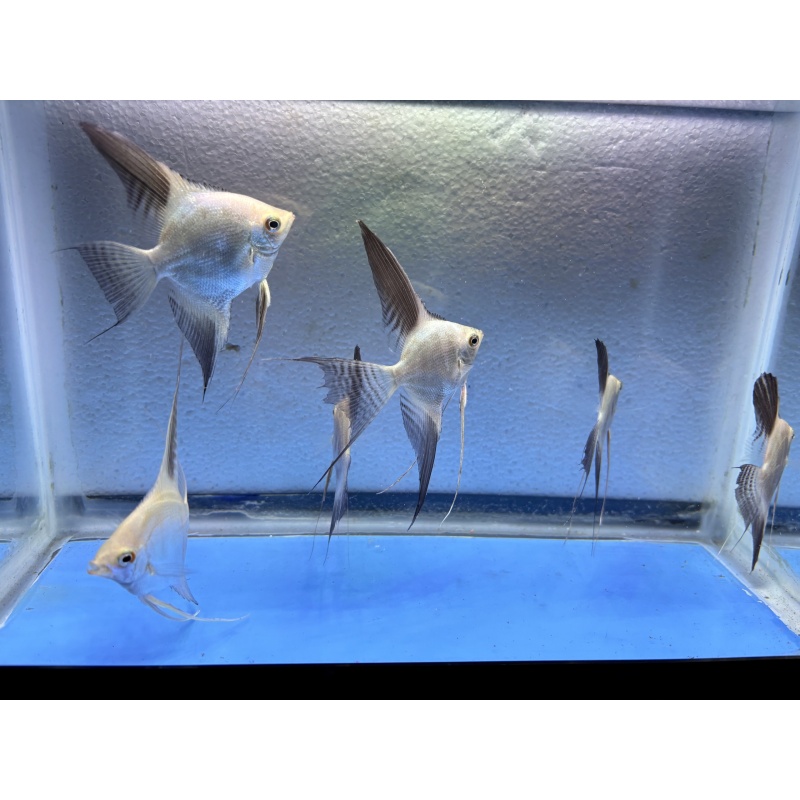 6 - BULGARIAN SEALPOINT ANGELFISH