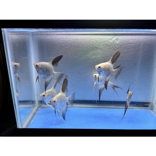 6 - BULGARIAN SEALPOINT ANGELFISH