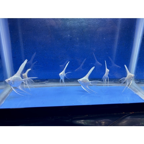 6 - PLATINUM SUPER VEIL ANGELFISH