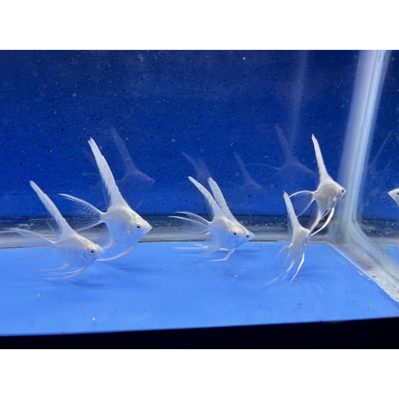 6 - PLATINUM SUPER VEIL ANGELFISH
