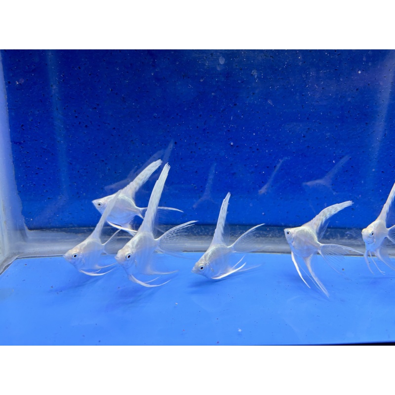 6 - PLATINUM SUPER VEIL ANGELFISH