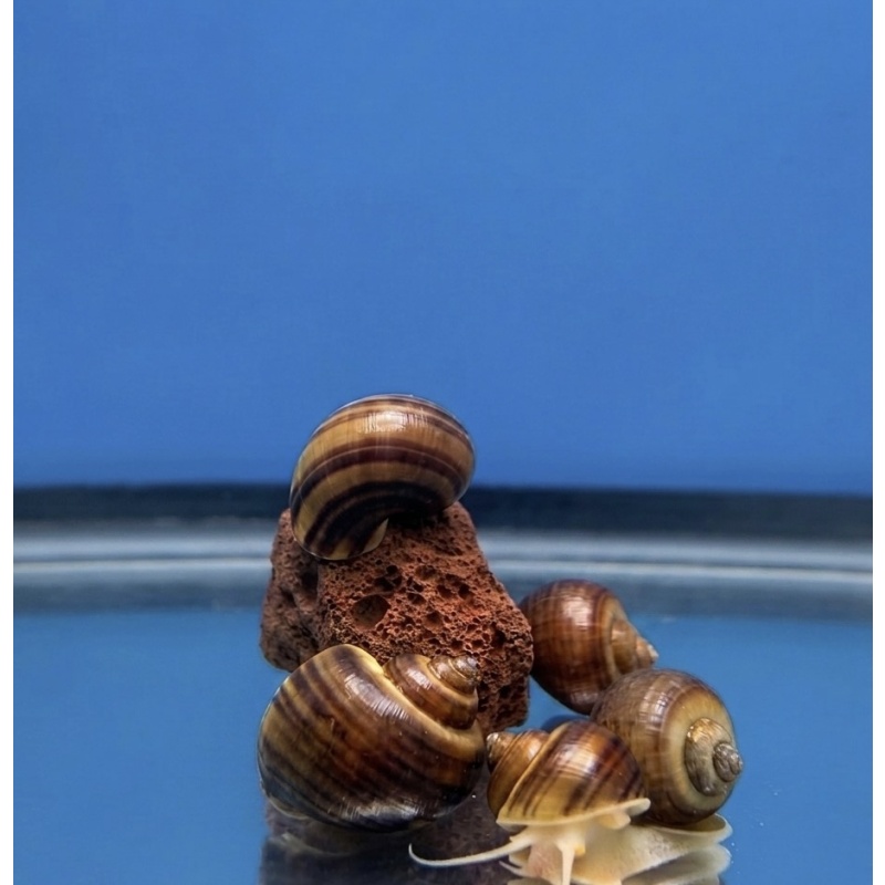 ALBINO MYSTERY SNAIL *PACK OF 3*