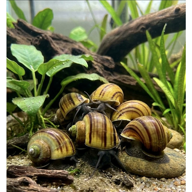 BLACK MYSTERY SNAIL *PACK OF 10*