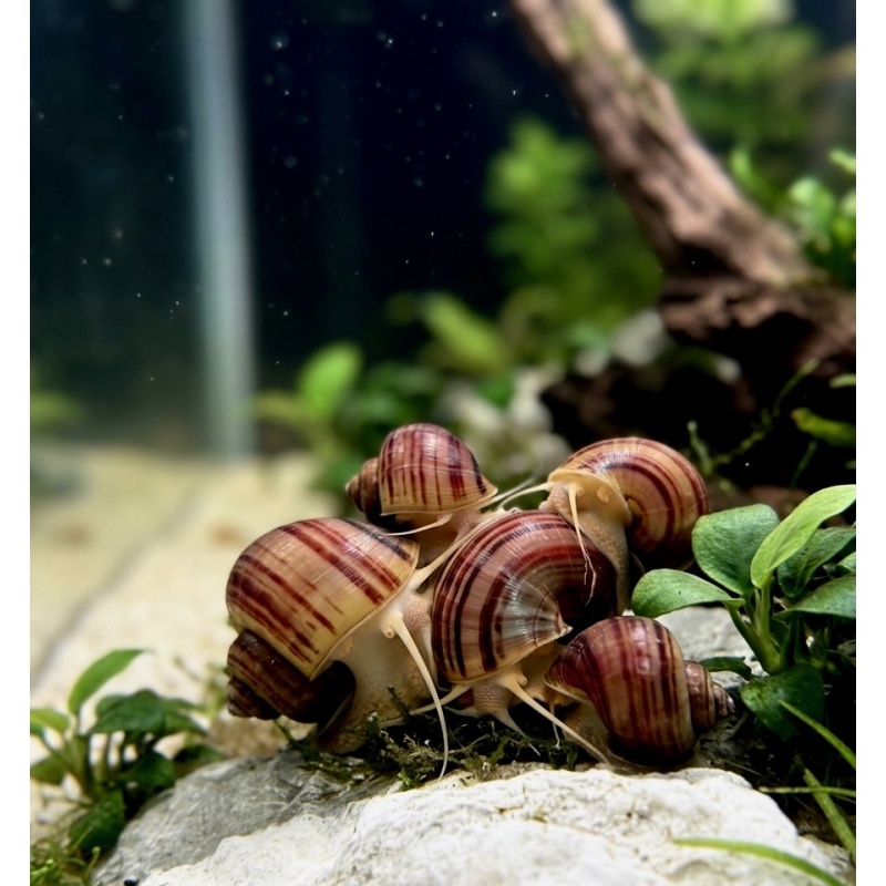 MAGENTA MYSTERY SNAIL *PACK OF 10*