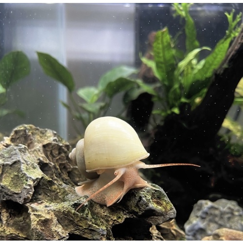 IVORY MYSTERY SNAIL *PACK OF 10*