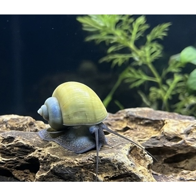 BLUE MYSTERY SNAIL *PACK OF 10*