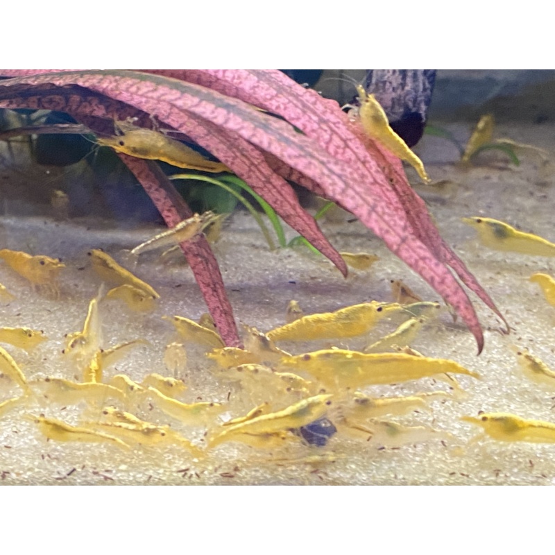 Yellow 24K shrimp 20+2+bonus items