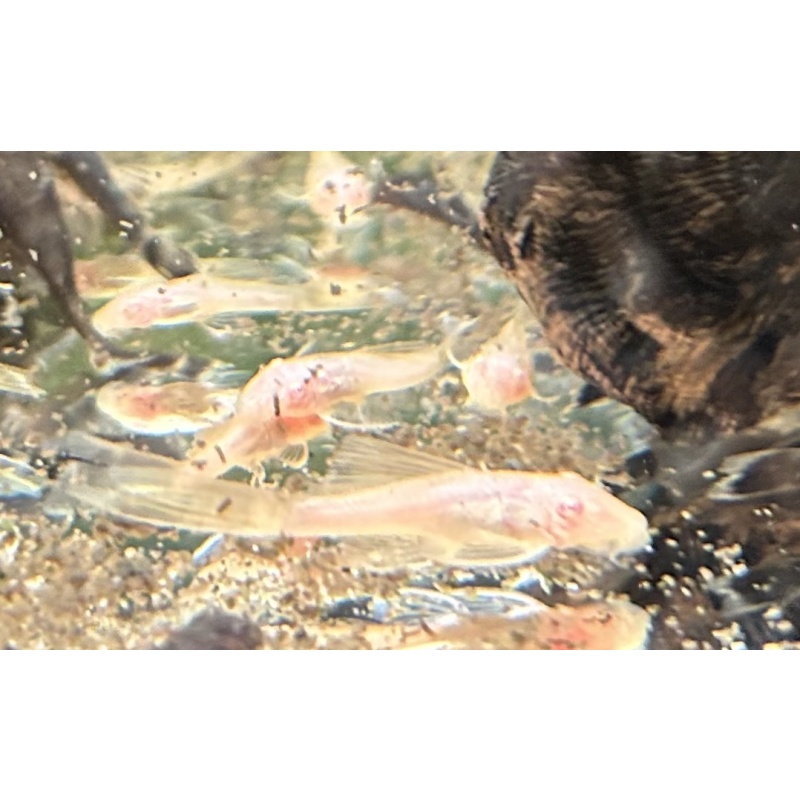 10 Albino Green Dragons plecos